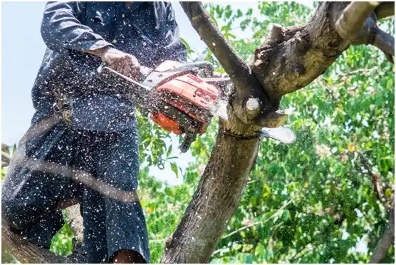 tree services Windcrest